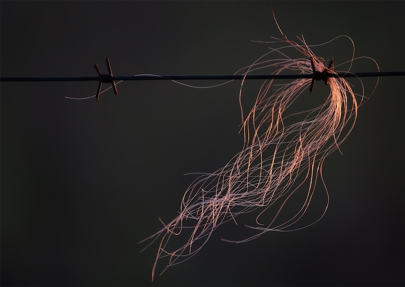 SAVAS - Stuart Collen - cow tail hairs