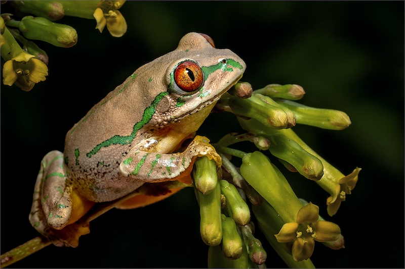 Sandton Photographic Society - Robbie Aspeling - Camouflaged Tree Frog