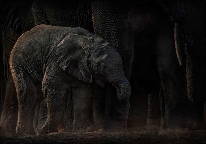 Southern Suburbs Camera Club - Kobus Yssel - Baby Ellie at Sunset