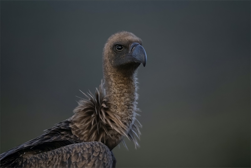 Springs Photographic Club - Rodney Cory - On the Lookout