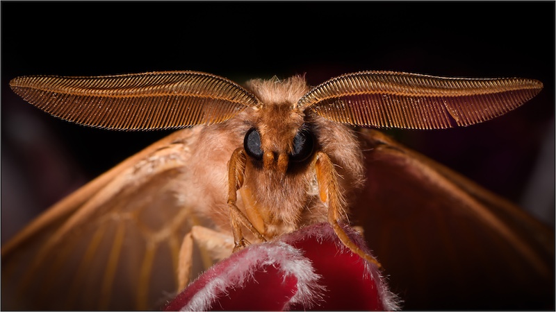Swartland Fotografieklub - Herman Olivier - Crazy little face