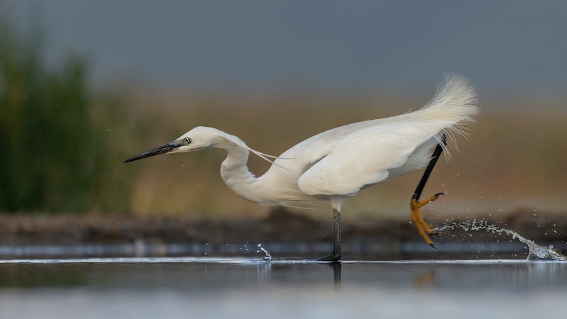 Westville Camera Club - Howard Gillitt - Hungry little egret