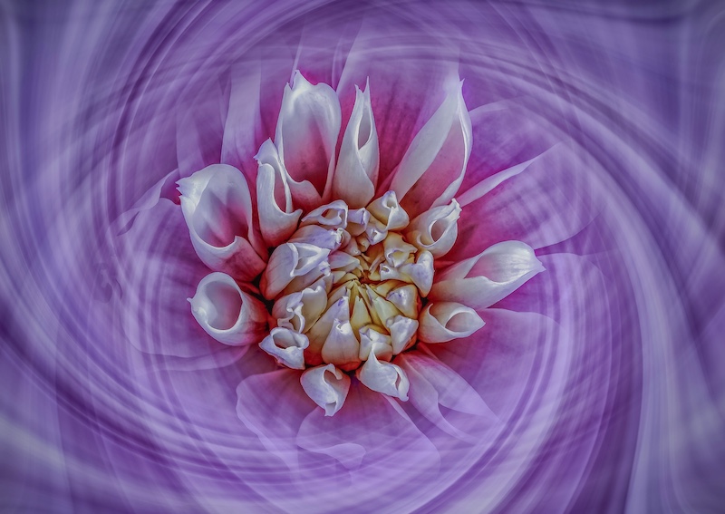Witzenberg Photographic Society - Phillip De Lange - Twirling Dahlia
