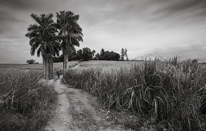 Alan Nixon - Ballito Photo Club - Cane field