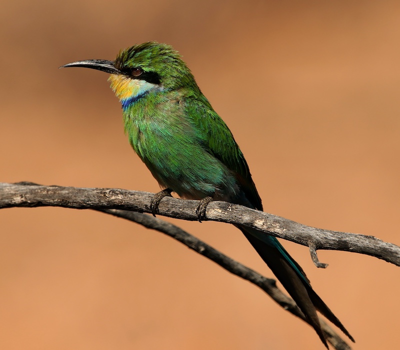 Anine Engelbrecht - Schools - Charlie Hofmeyr HS - Squinting bee eater