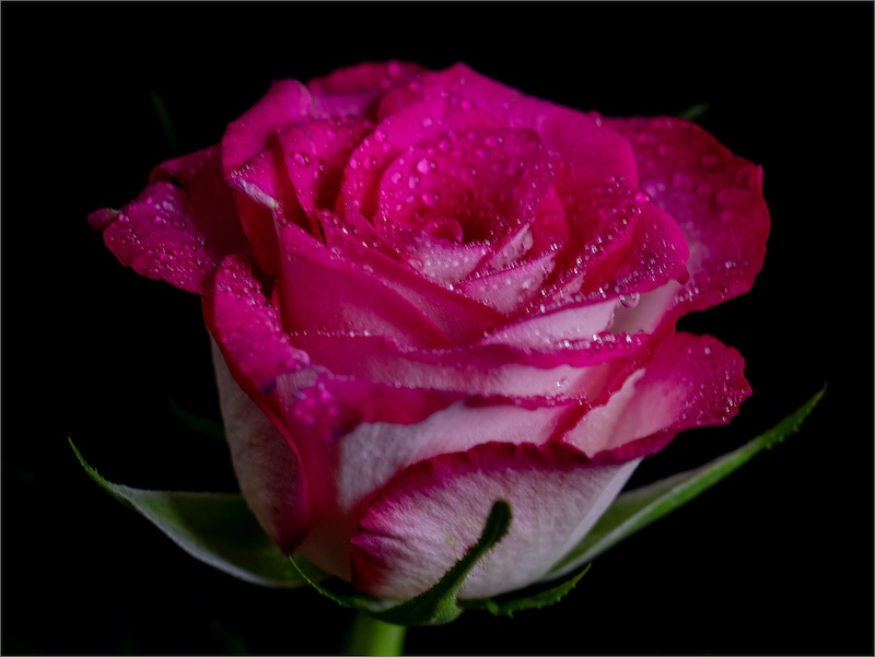 Estelle Mouton - Brandpuntfotoklub - Pink and white rose