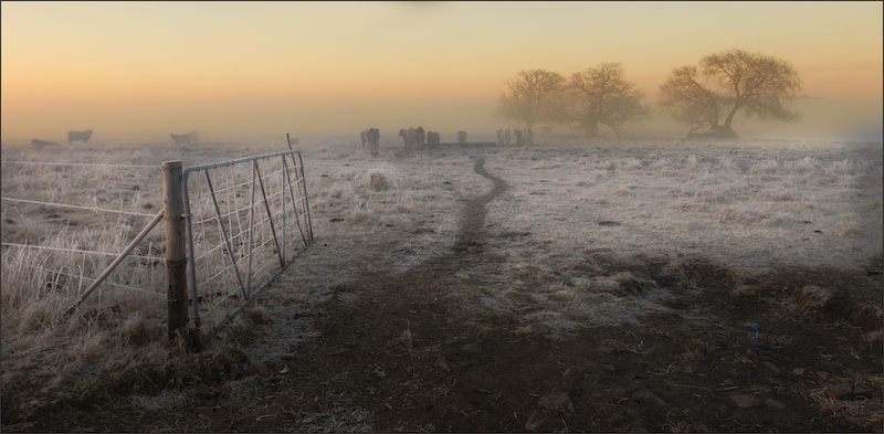 Johan Drotsky - Bethal Fotografie Klub - Cattle in the mist