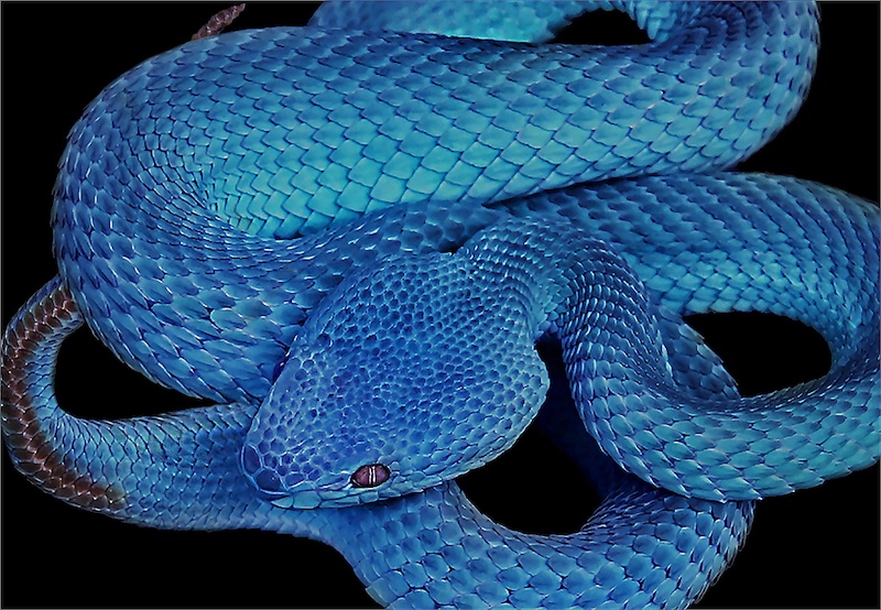 Leon Pelser - Sasol Highveld Photography Club - Blue Insularis abstract