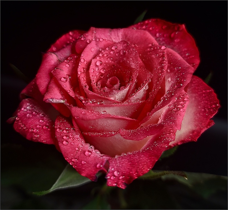 Louis Mouton - Brandpuntfotoklub - lovers rose