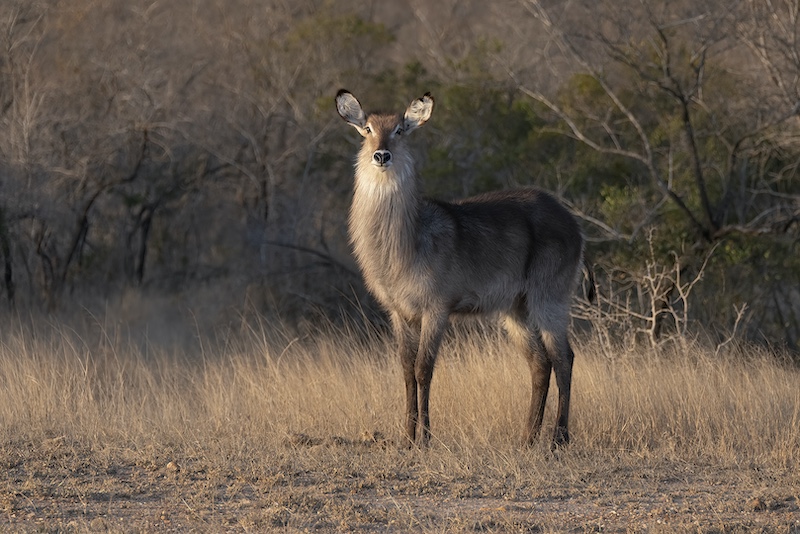 Marianna Erasmus - Mosselbaai Kameraklub - Waterbok koei