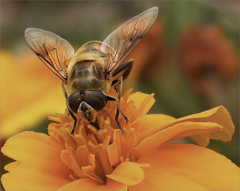 Sussa Pelser -  Independent - Bee On Flower