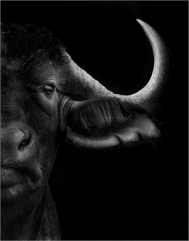 Veronica Heersink - Kroonstad Fotoklub - Buffalo in Black