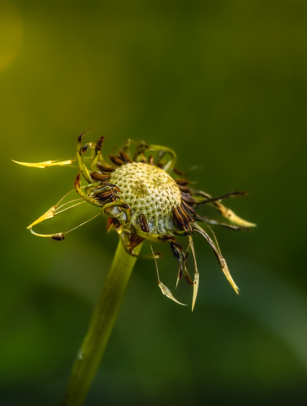 Durban Camera Club - Barbara  Higgins - Hanging on to the Light