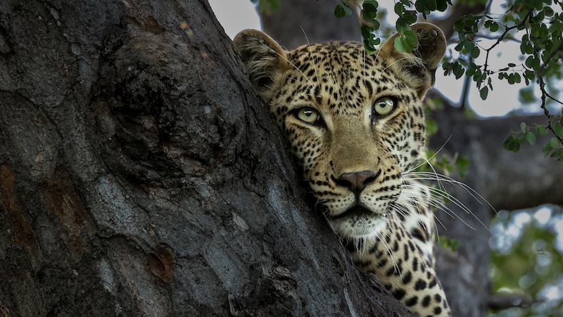 AFO Photography Club - Rodney van Soest - Leopard in tree