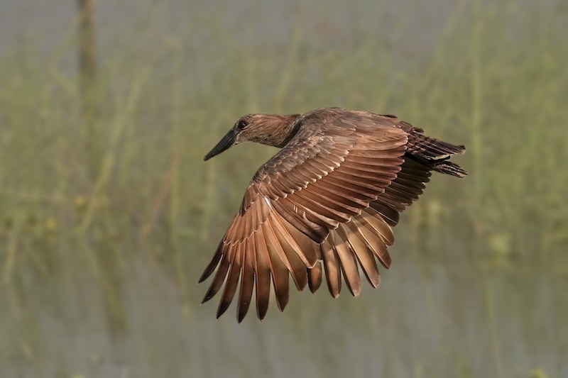 Amber Camera Club - Julie Johnston - Low Fly by