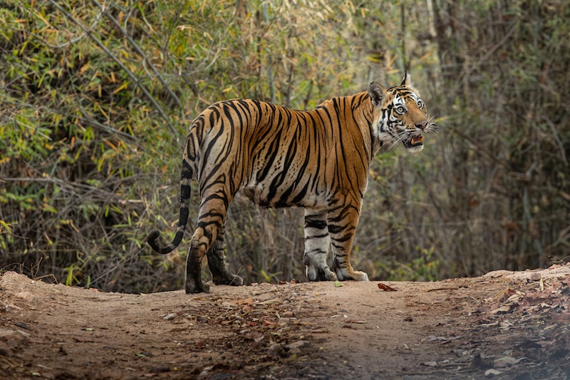 Ballito Photo Club - Debbie Du Plessis - Stately Stance