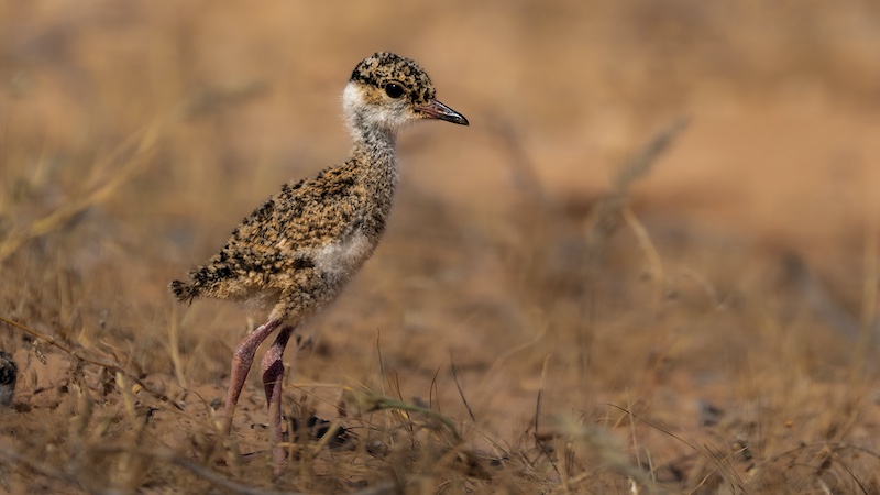 Bloemfontein Kameraklub - Pierre Plekker - Kiewiet kuiken 1 KTP