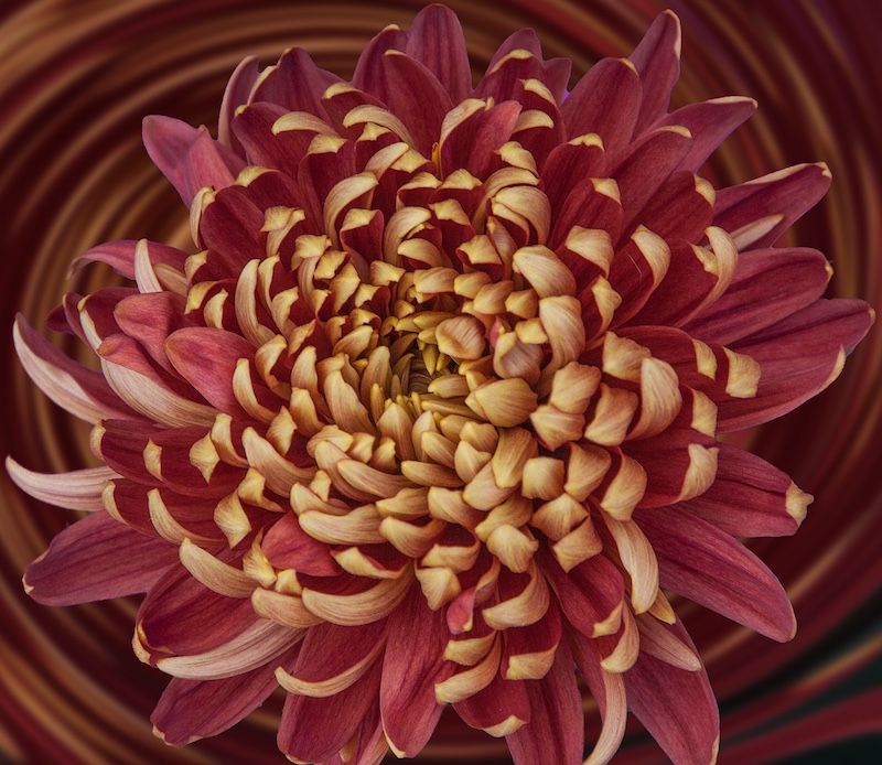 Boksburg Camera Club - Alexis Koekemoer - TwirlyFlower