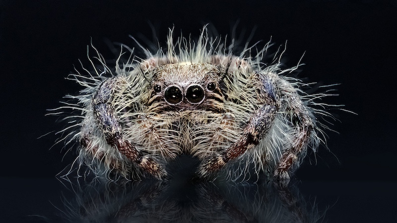 Bosveld Fotografie Klub - Laurene Ferreira - Sleeping Salticid