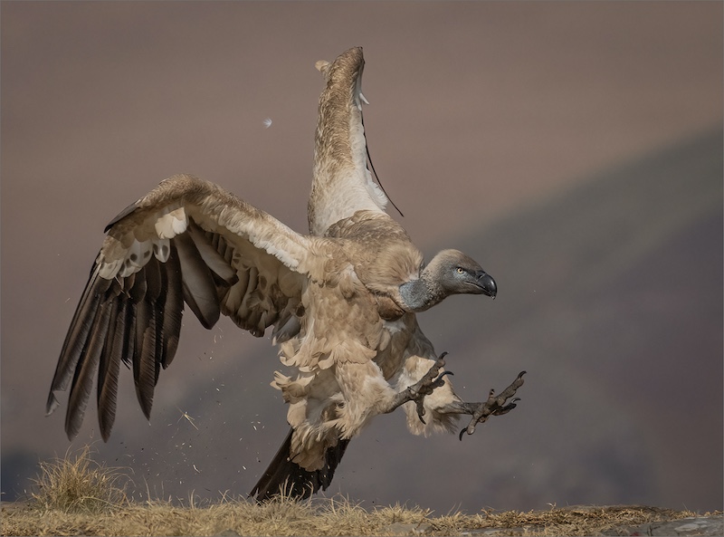 Edenvale Photographic Club - Sonja Olivier - Cape Vulture Landing