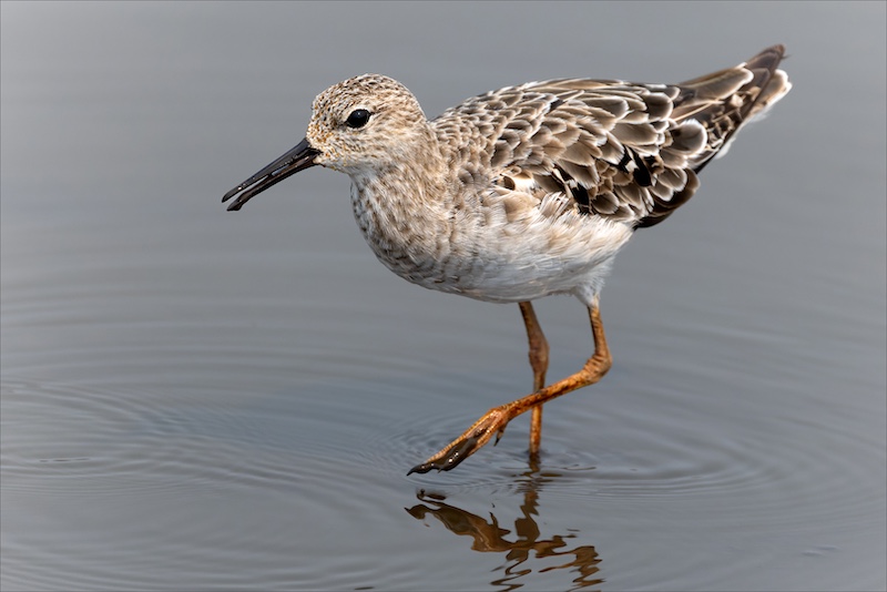 Ermelo Foto Klub - Tia Labuschagne - Strandloper