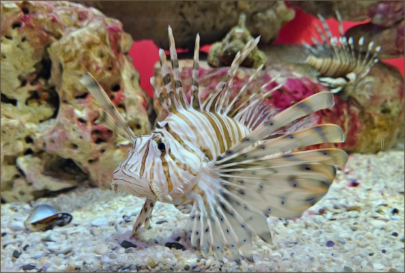 F-Stop Fotografiese Vereniging - Paula Bester - Aquatic