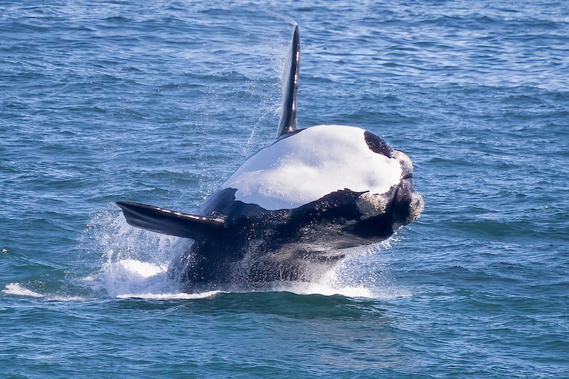 Hermanus Photographic Society - Victor Korsten - Whale of a time