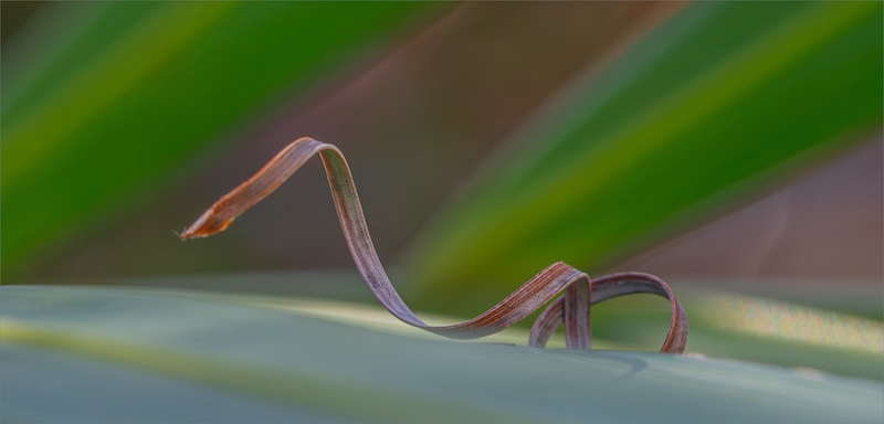 Hibiscus Coast Photographic Society - Akash Basday - Curly