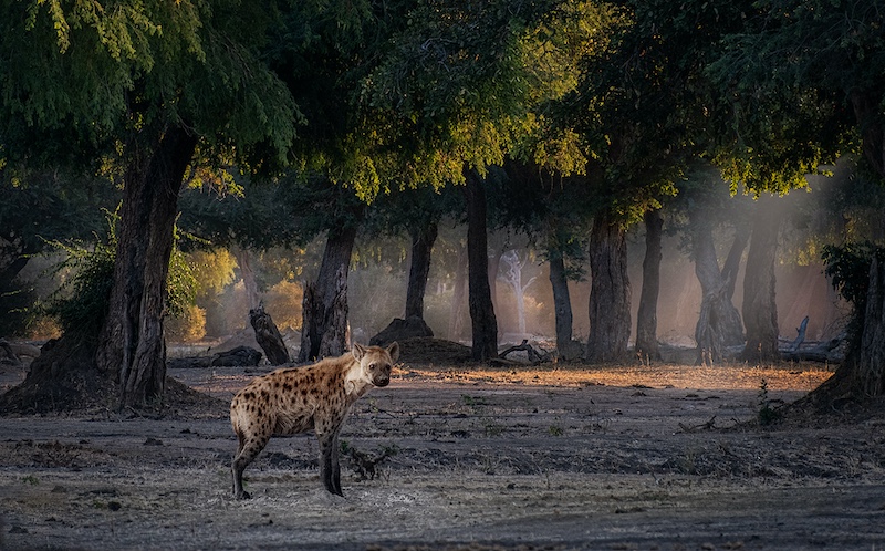 Highway Camera Club - Maryke McGeer - Hyena at Mana pools
