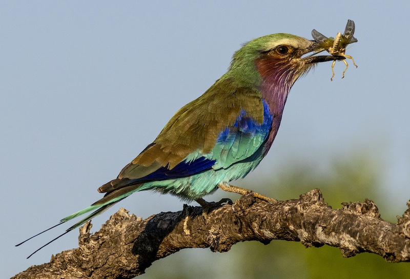 Hillcrest Camera Club - Steven Jarrett - Catch of the day