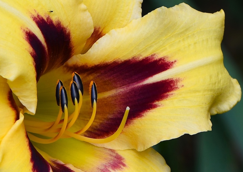 Klerksdorp Fotografie Klub - Linda Bronkhorst - Hart van n blom