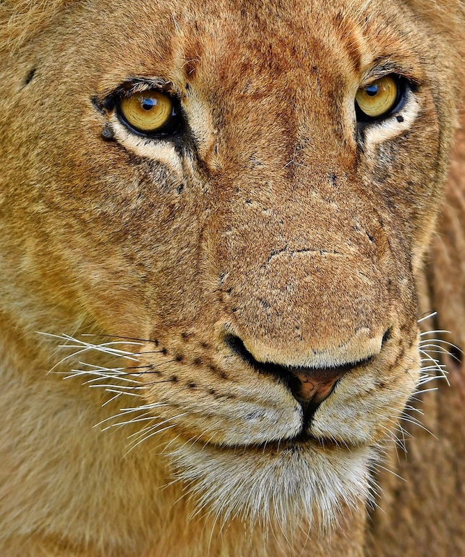 Kroonstad Fotoklub - Madaleine Erasmus - Geeloog