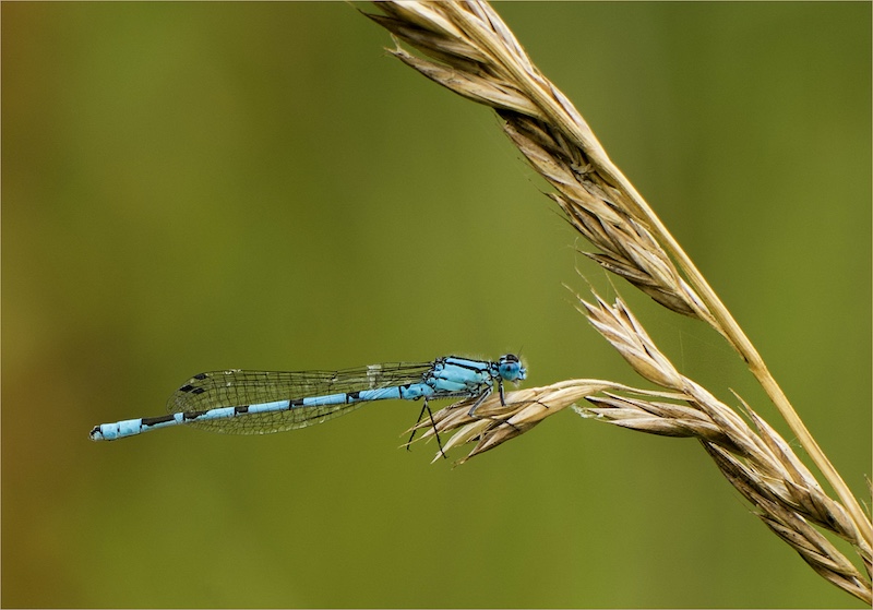 Krugersdorp Camera Club - Jenny Williamson - Common Blue Damselfly