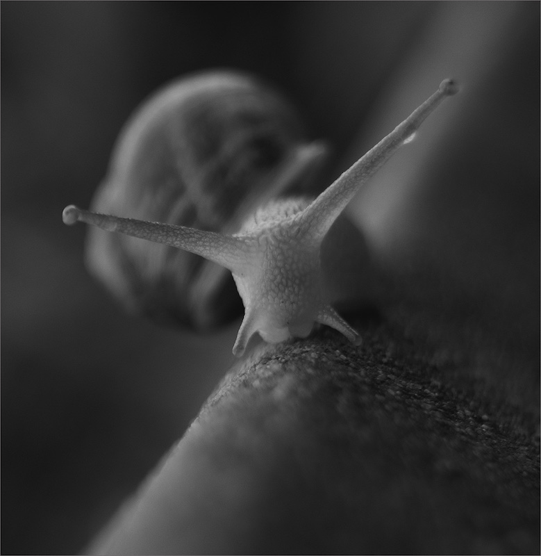 Midlens Fotoklub - Ruwaan Fourie - Slow runner