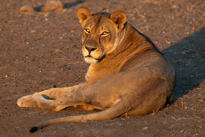 Sasol Highveld Photography Club - Edmund Hattingh - Lion in late afternoon sun