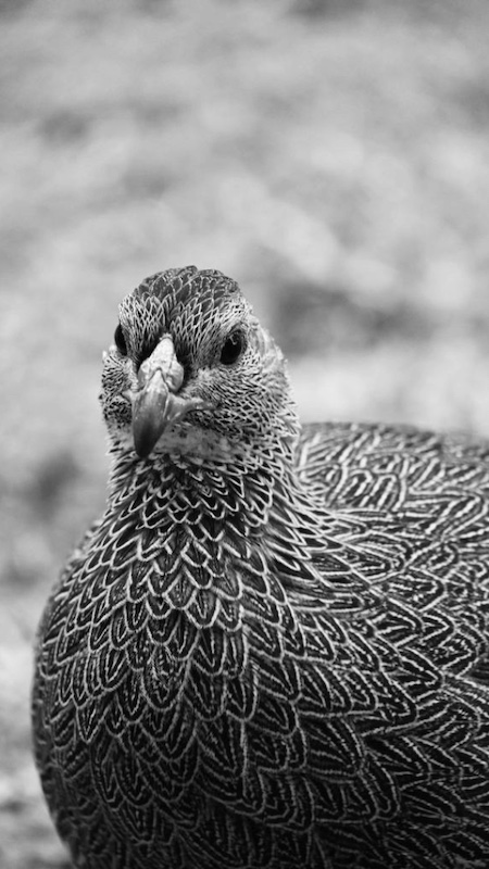 Schools - Hermies Photography Club - Margot Scheepers - Cape Spurfowl