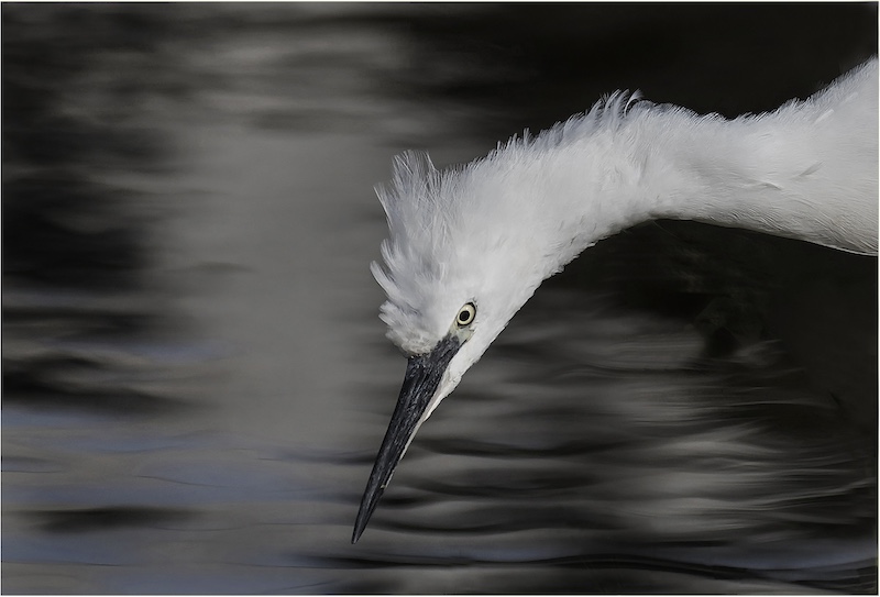 Springs Photographic Club - Derrill Papendorf  - A Little Closer