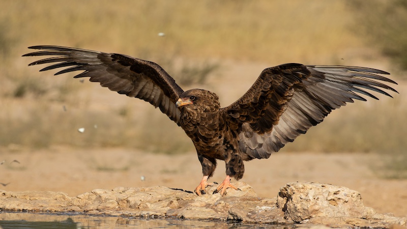 Tygerberg Photographic Society - KOBUS MOUTON - Spreading My Wings