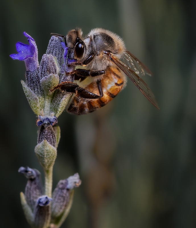 Vanderbijlpark Fotografiese Vereniging - Madre Fourie - pollination