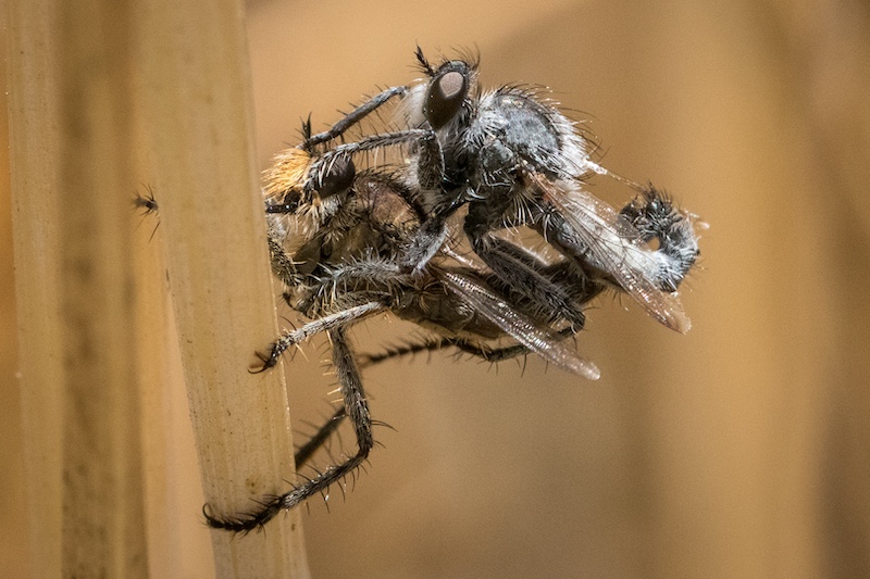 Witzenberg Photographic Society - Mabru Marais - Robberflies in harmony