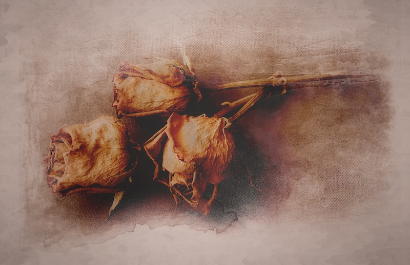 Amber Camera Club - Diane Hampson - Dried Roses