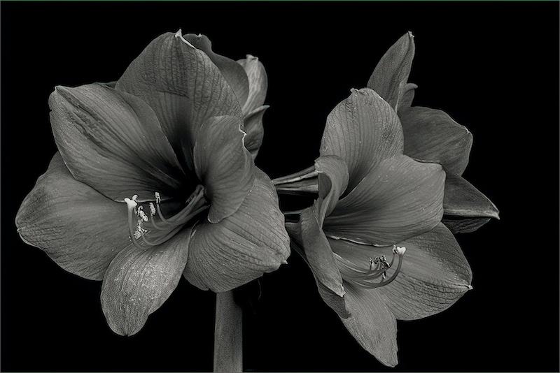 Boksburg Camera Club - Kerry Mellet - Amaryllis