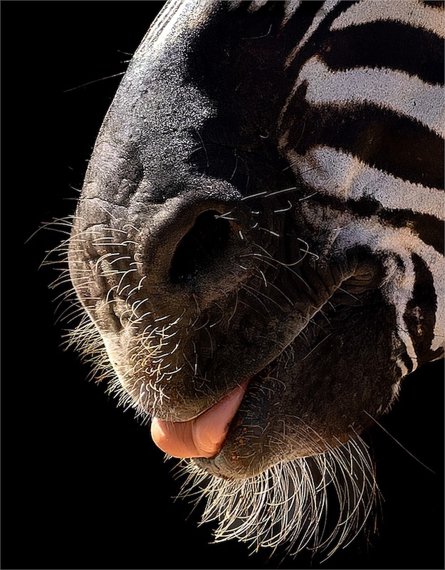 Bosveld Fotografie Klub - Olga Collet-Serret - Zebra Snout