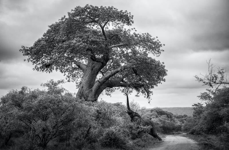 Cape Town Photographic Society - Kim Stevens - Giants