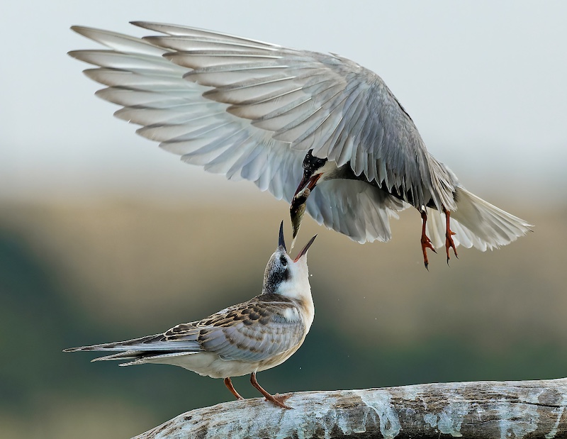 Centurion Camera Club - Roelof Groesbeek - Feeding Time