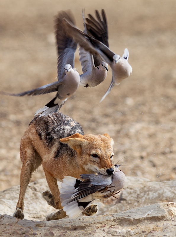 Creative Camera Club - Michele-Ann Nel - Dove for Dinner