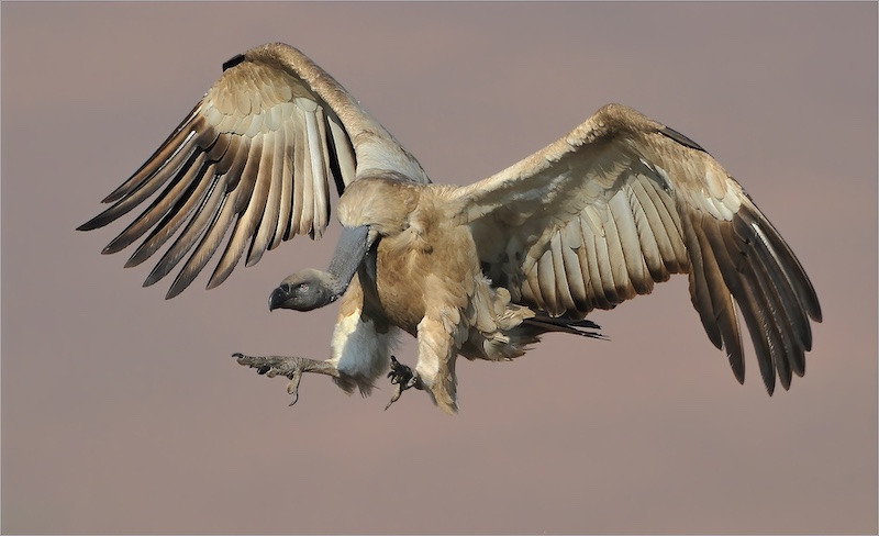 Durban Camera Club - Percy Mitchell - Cape Vulture
