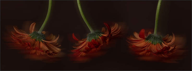 Edenvale Photographic Club - Hanli Smit - Dancing Daisies