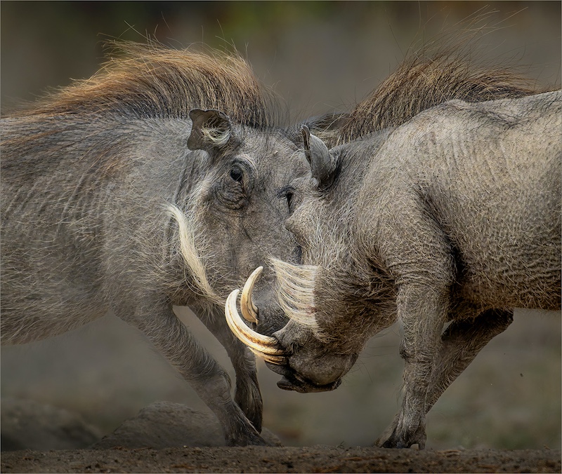 Ermelo Foto Klub - Jan van Niekerk - Vlakvarke stamp koppe