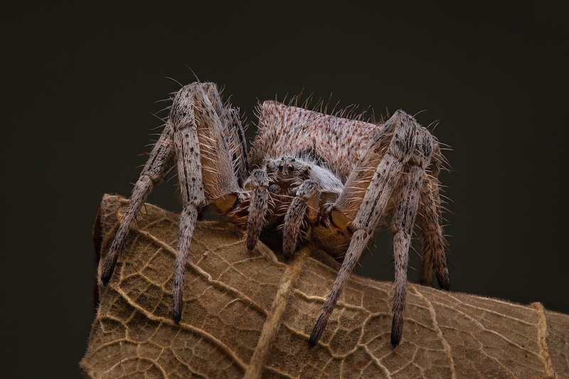 F-Stop Fotografiese Vereniging - Arnold Bester - Tent Web Spider